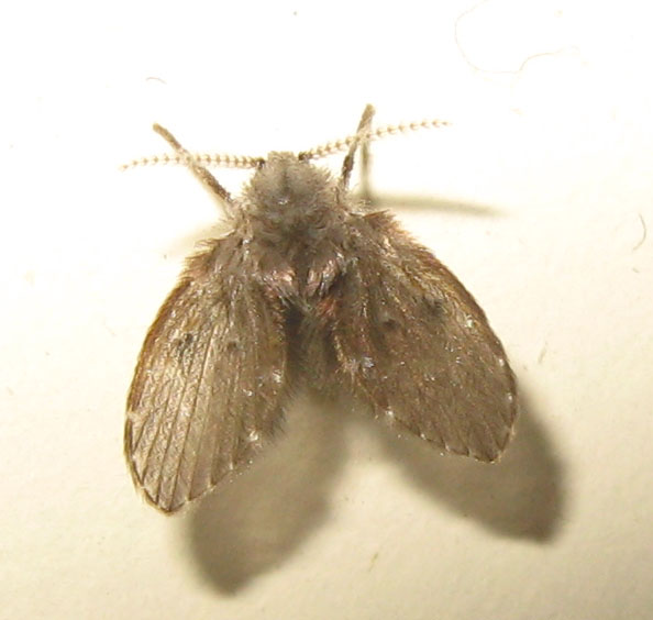 Clogmia albipunctata (Psychodidae).